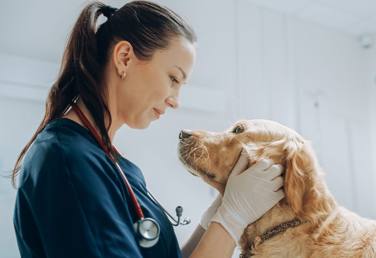 new-client-information-olmito-veterinary-hospital