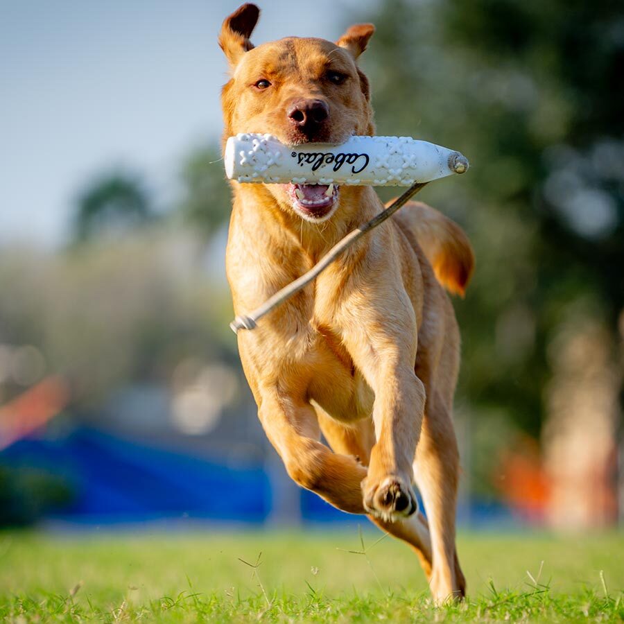 Big Dog Running With Toy In Mouth Big Dog Running With Toy In Mouth