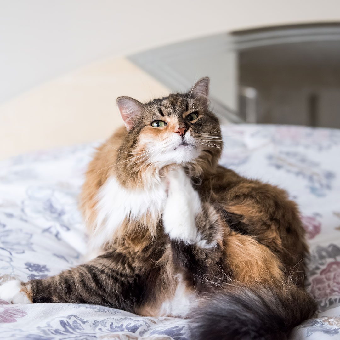 Calico Cat Itching Neck