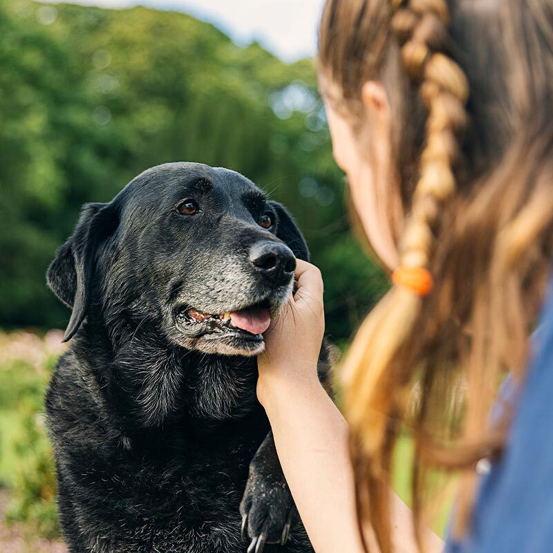Female Petting Senior Black Dog Outside