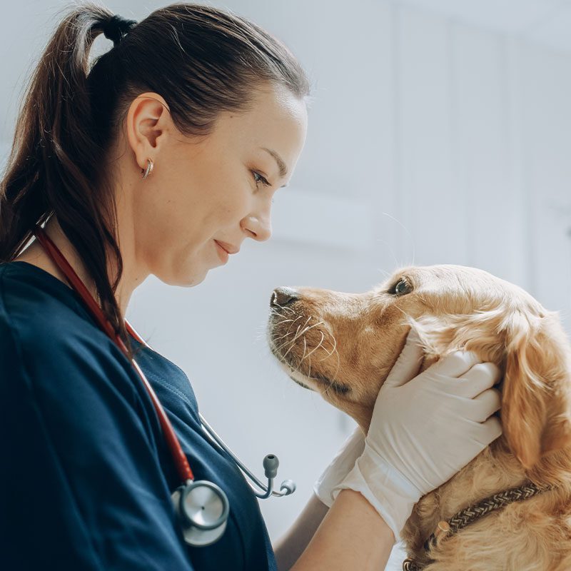 Female Veterinarian Smiling At And Petting Golden Retriever Female Veterinarian Smiling At And Petting Golden Retriever