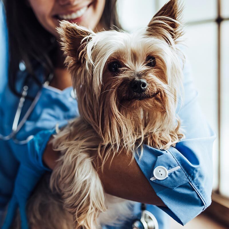 Happy Female Veterinarian Holding Yorkshire Terrier