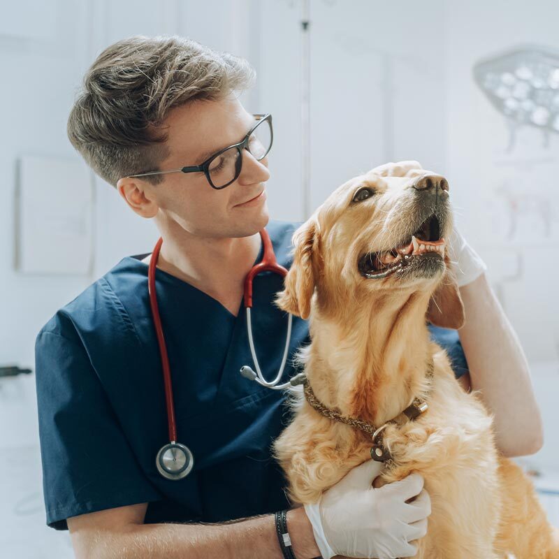 Male Veterinarian With Glasses Smiling And Petting Golden Retriever