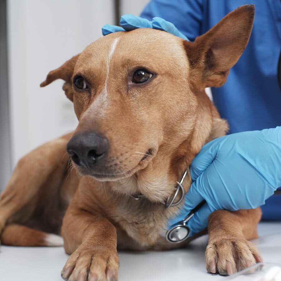 Pet Wellness Care In Olmito Tx close up of veterinarian checking dog's heart with stethoscope during exam