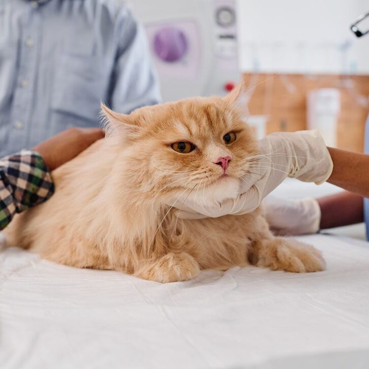 Senior Cat At Vet With Owners