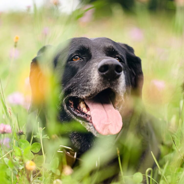 Senior Dog In A Field Of Tall Grass