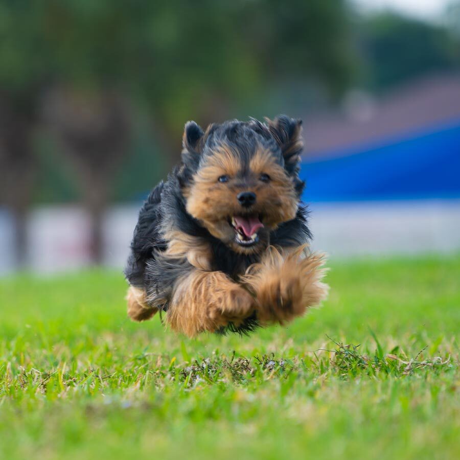 Small Yorkshire Terrier Zooming Around Outside In Grassy Field Small Yorkshire Terrier Zooming Around Outside In Grassy Field