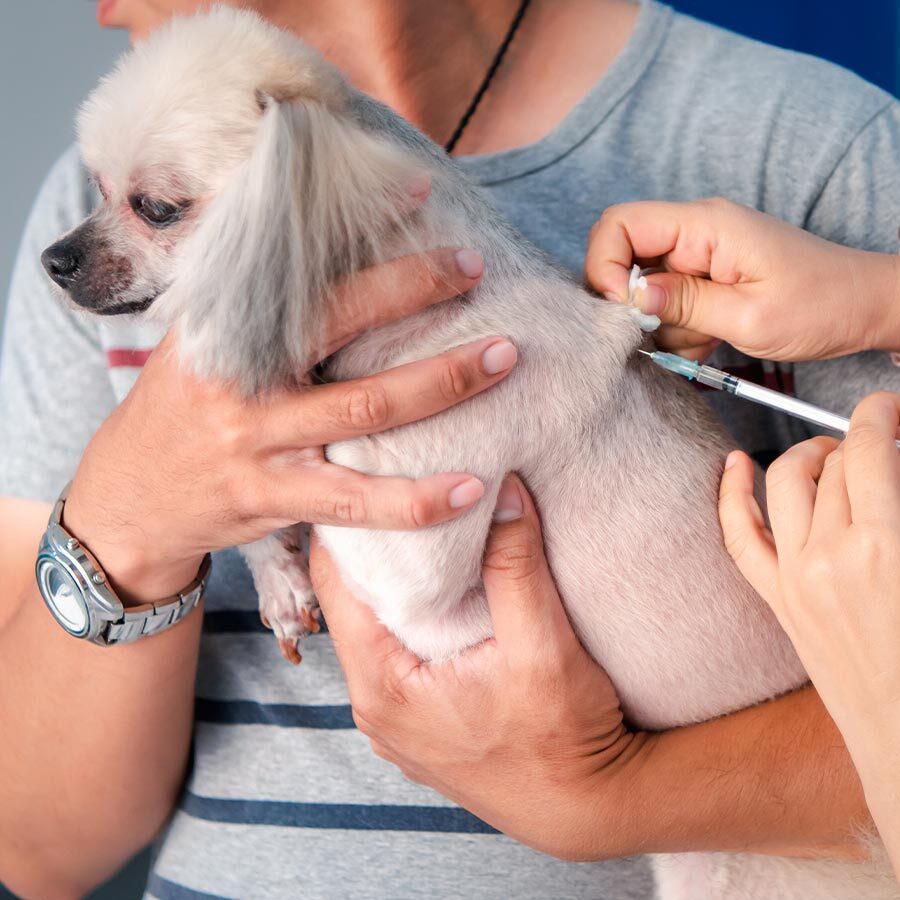 Vaccinations For Dogs And Cats In Olmito Tx close up of owner holding dog receiving vaccination