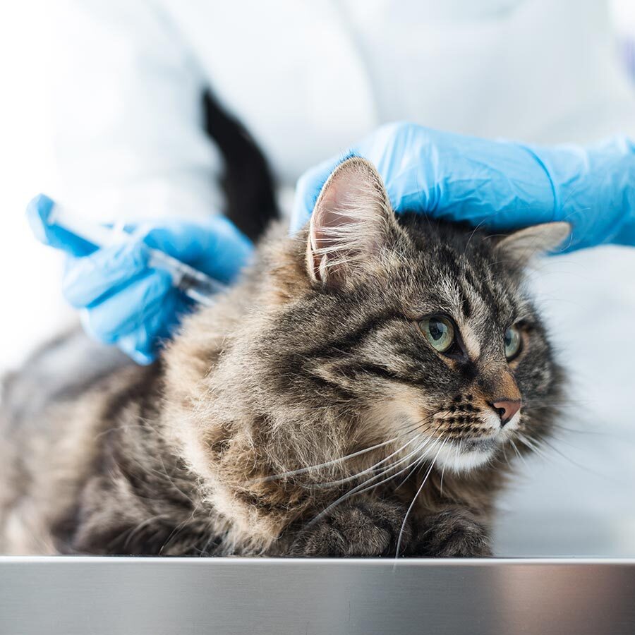 Veterinarian Giving Fluffy Cat Vaccination Veterinarian Giving Fluffy Cat Vaccination