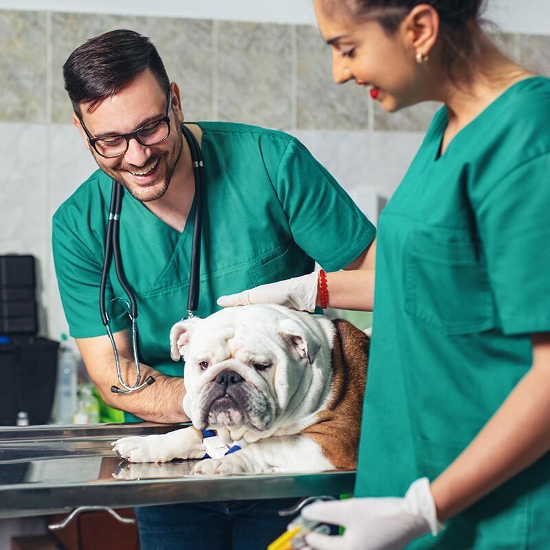 Veterinary Careers In Olmito Tx veterinarians smiling while petting and examining English bulldog